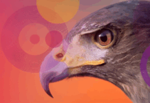 Check Point Research detecta una nueva campaña de espionaje con un zero-day de Microsoft atribuida a Stealth Falcon Check Point (2)
