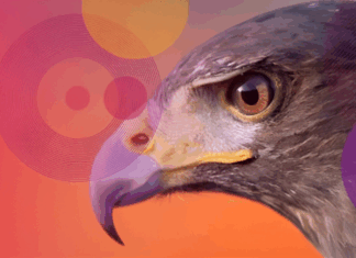 Check Point Research detecta una nueva campaña de espionaje con un zero-day de Microsoft atribuida a Stealth Falcon Check Point (2)